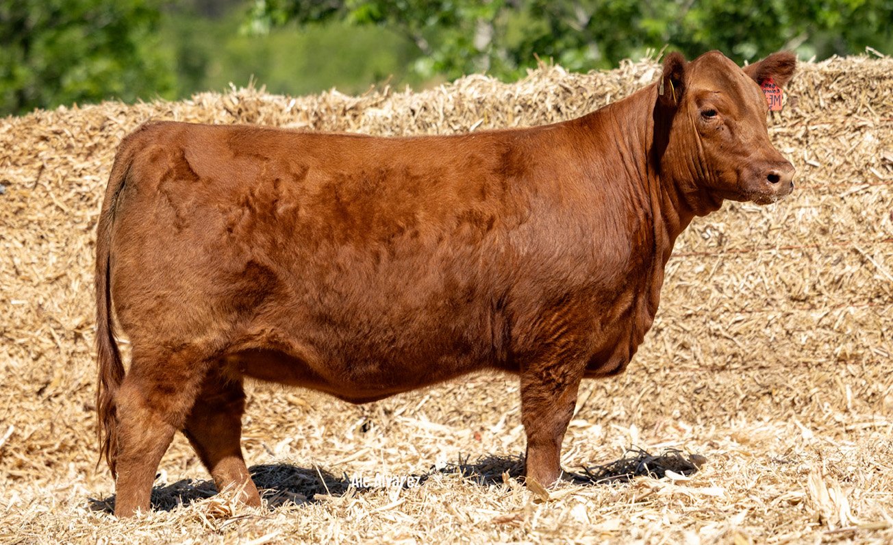 Lote 02 ME38 6-25