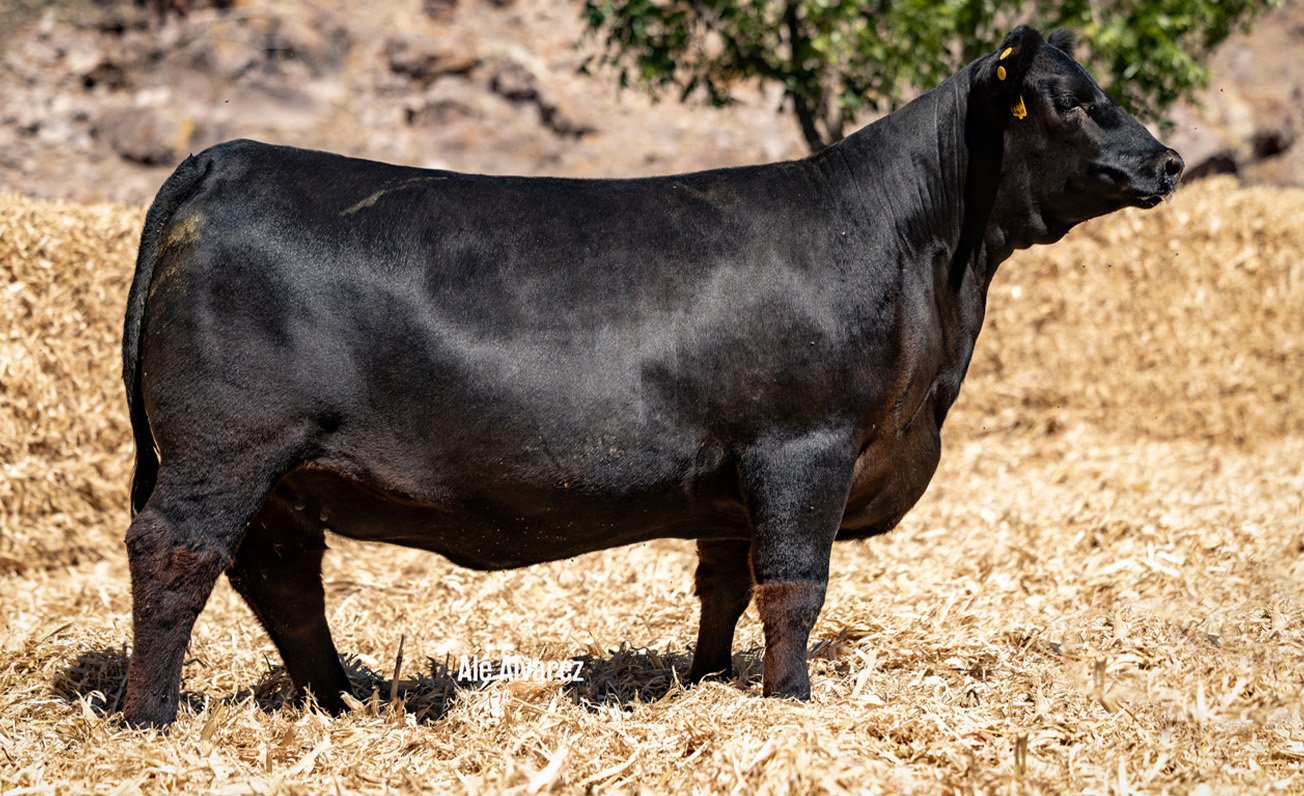 Lote 03 M014 6-25