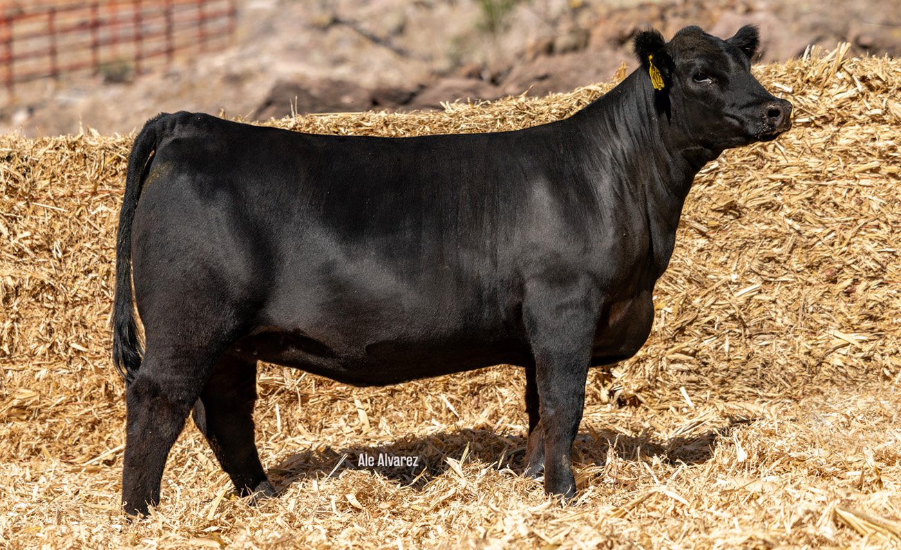 Lote 03 M028 6-25
