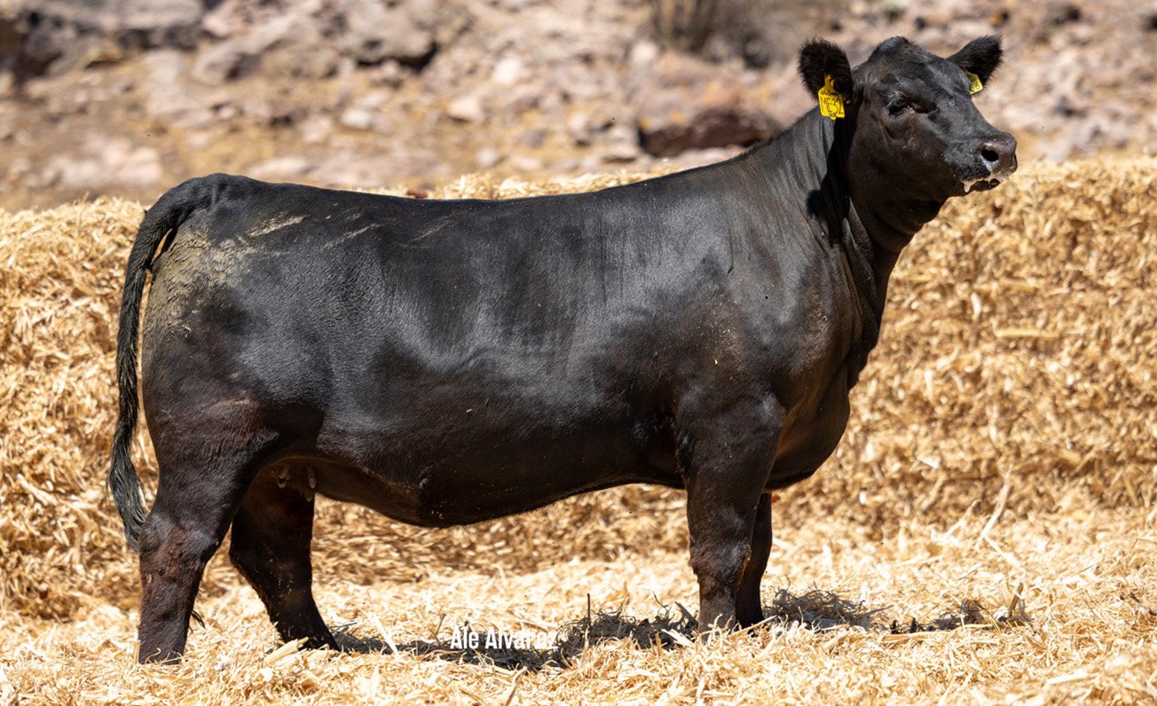 Lote 03 ME32 6-25