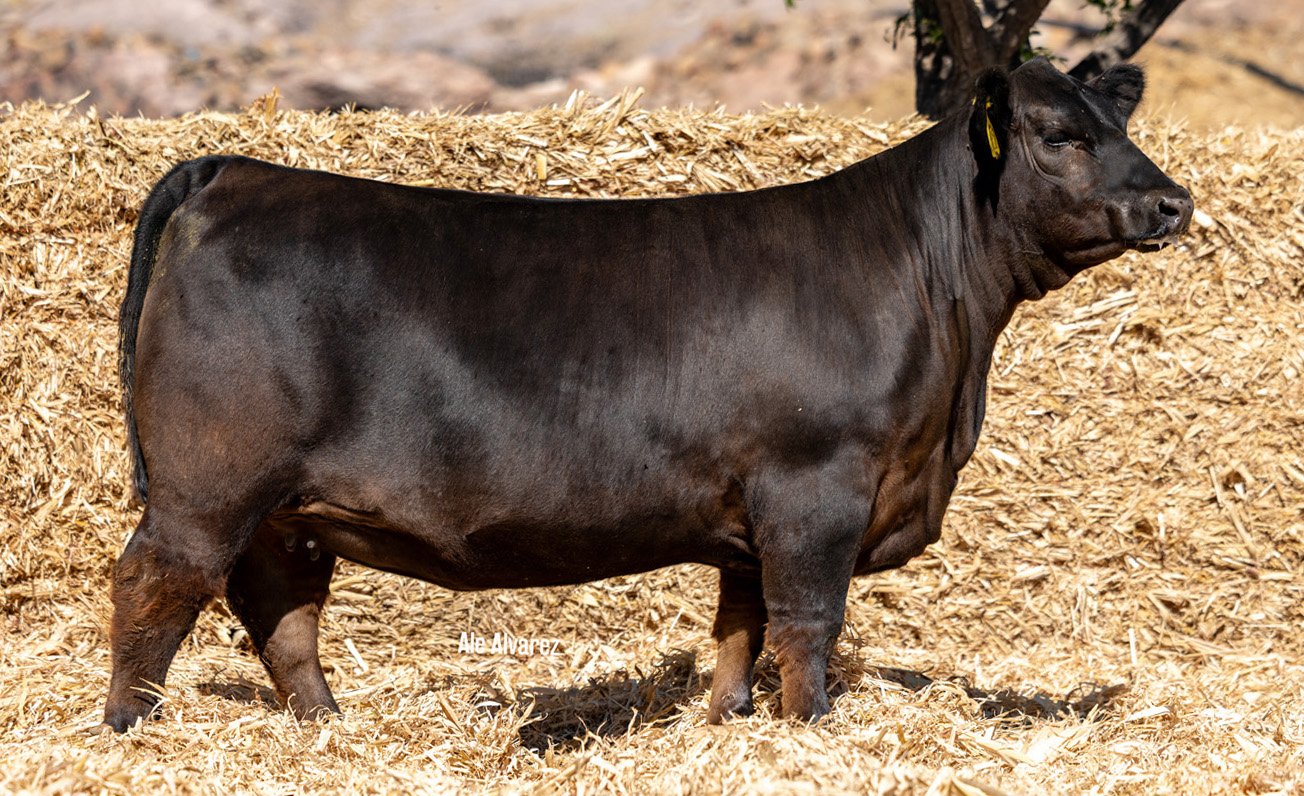 Lote 07 M058 6-25