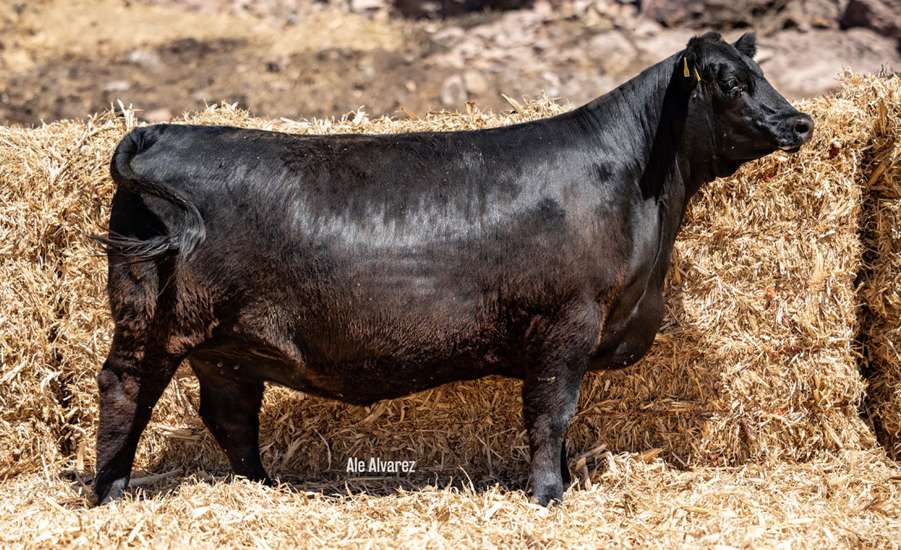 Lote 08 M008 6-25