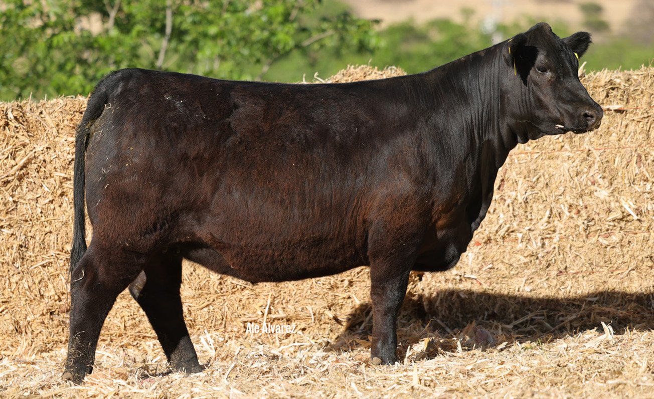 Lote 09 M010 6-25