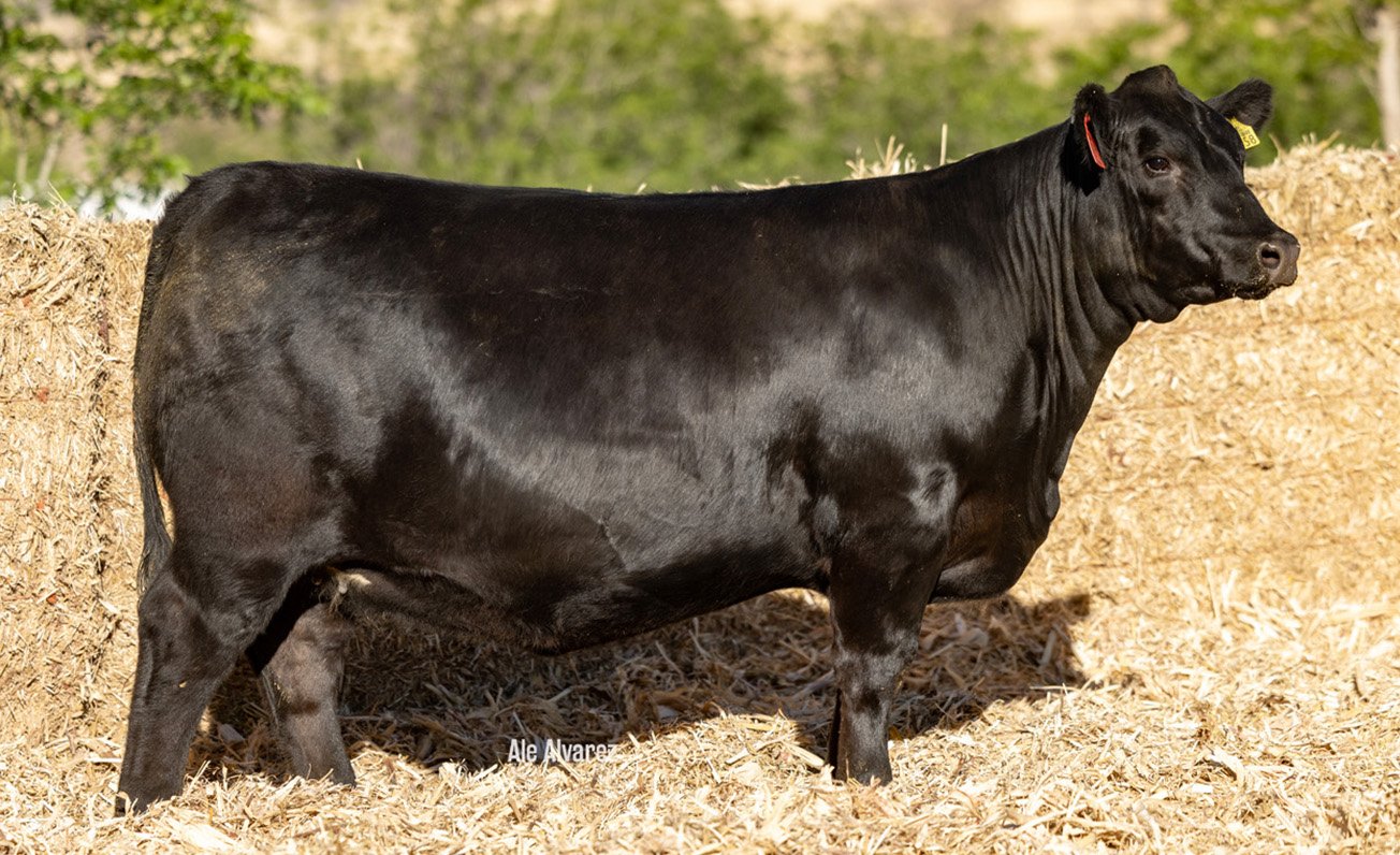Lote 10 M012 6-25