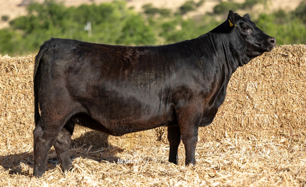 Lote 11 M016 6-25