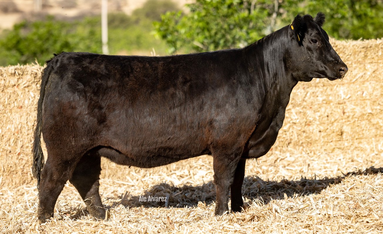Lote 12 M018 6-25