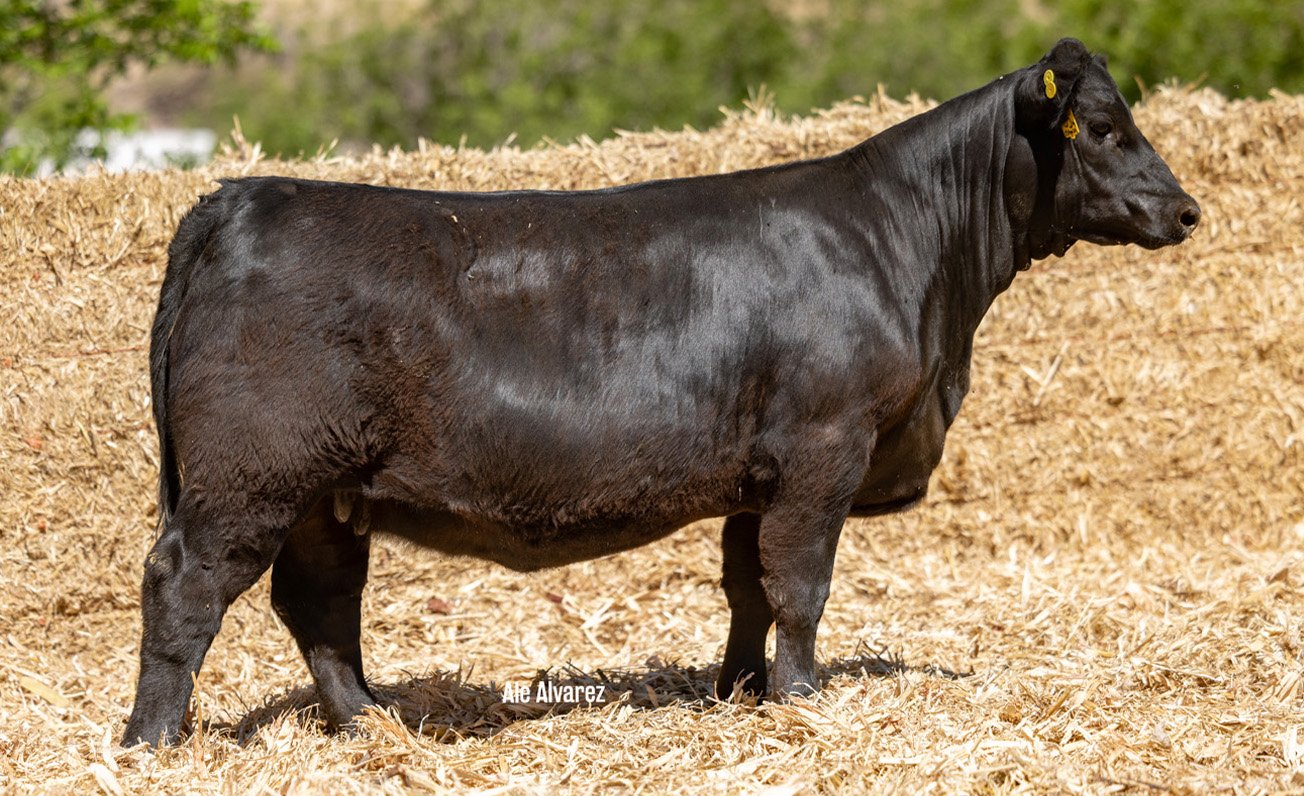 Lote 13 M094 6-25