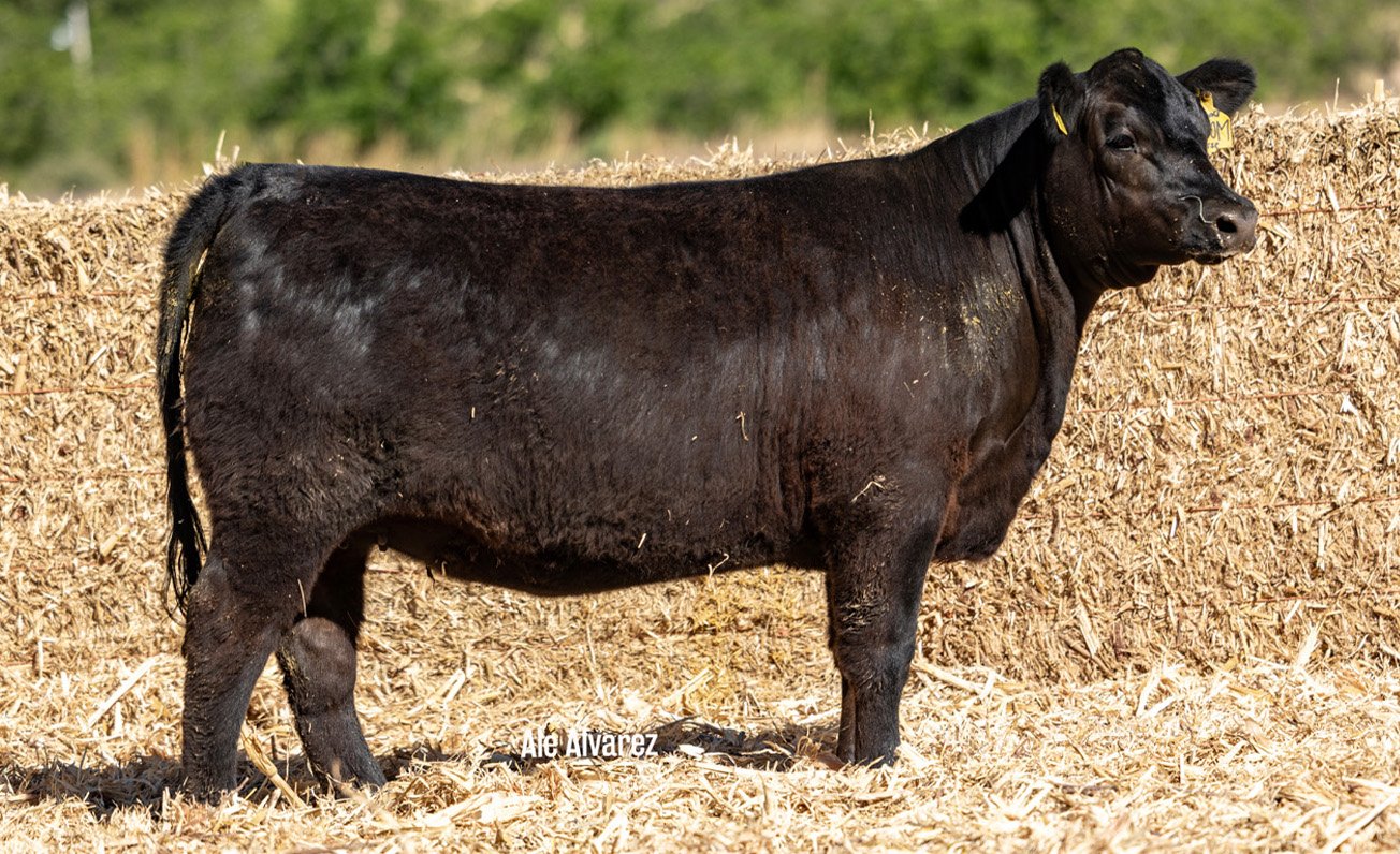 Lote 14 M044 6-25