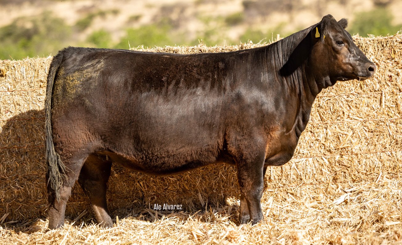 Lote 16 M048 6-25