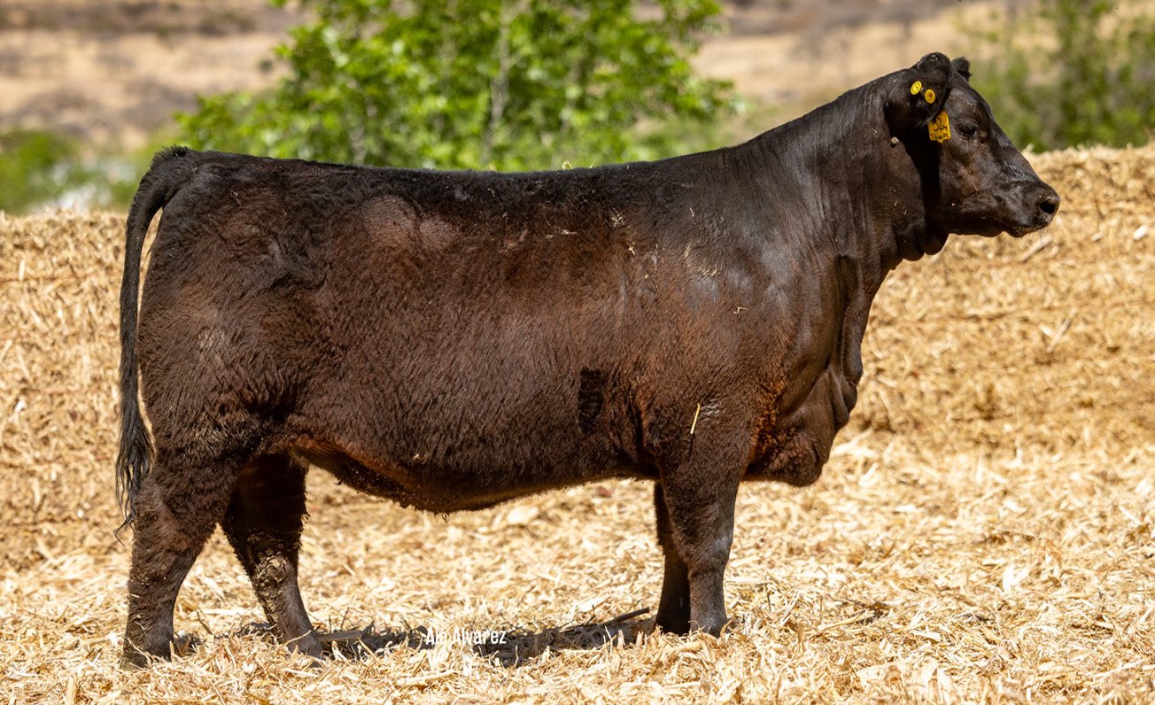 Lote 17 M054 6-25