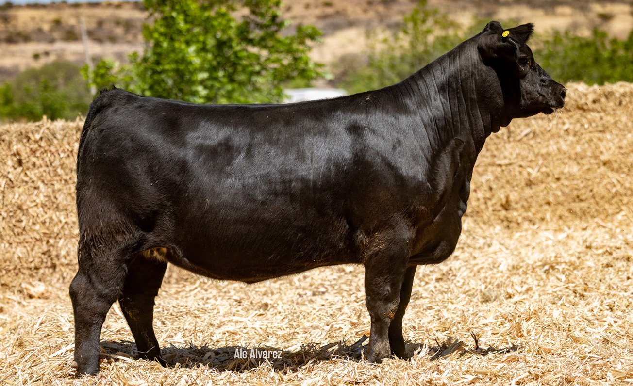 Lote 19 M060 6-25