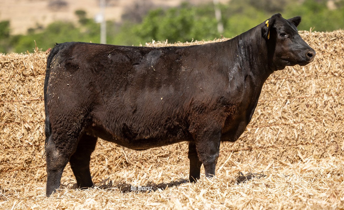 Lote 20 M062 6-25