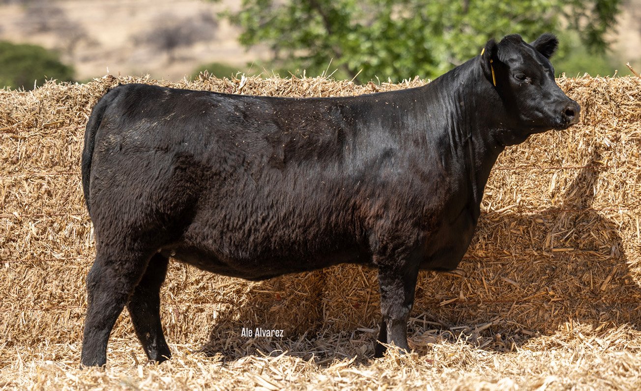 Lote 20 M070 6-25