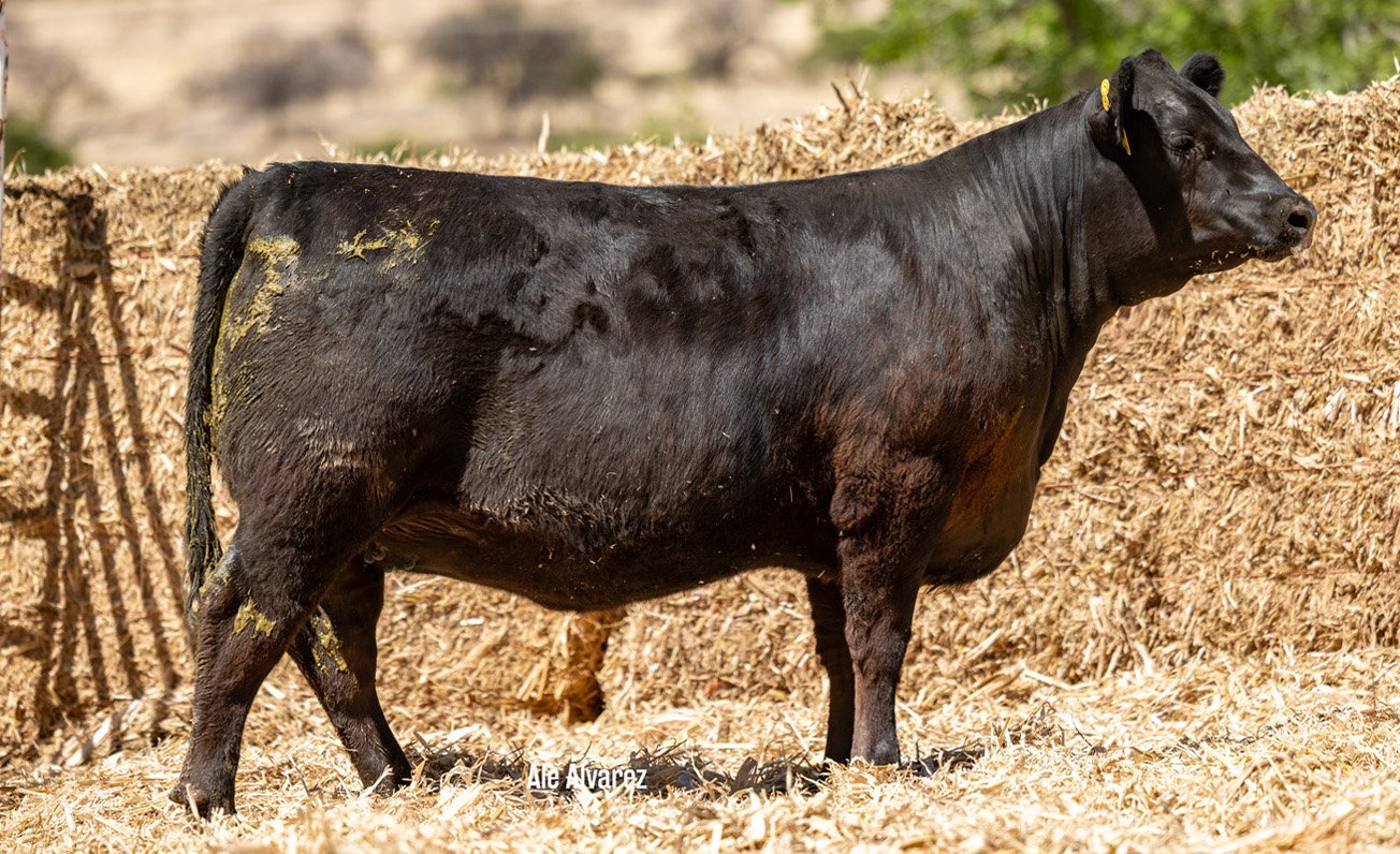 Lote 20 M090 6-25