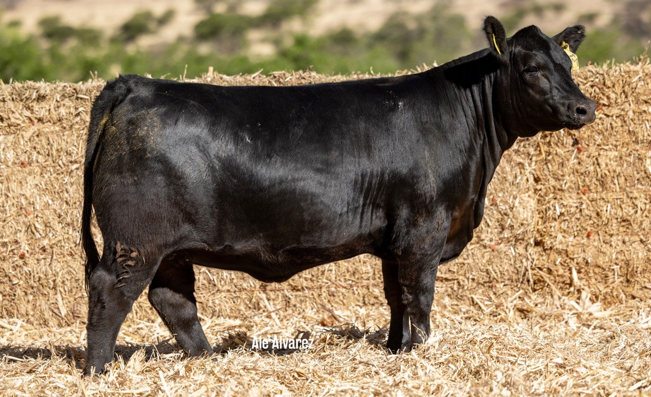 Lote 21 M082 6-25