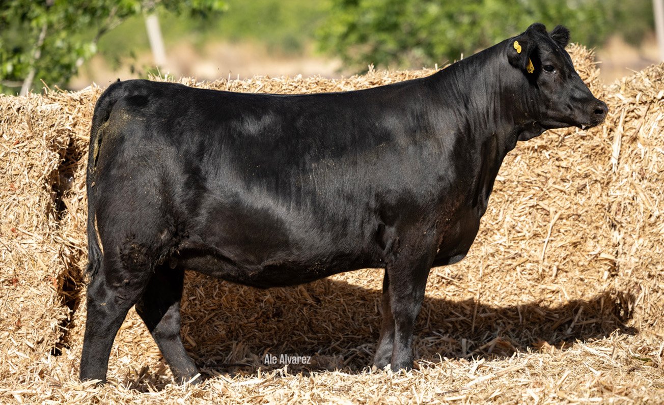 Lote 21 M084 6-25