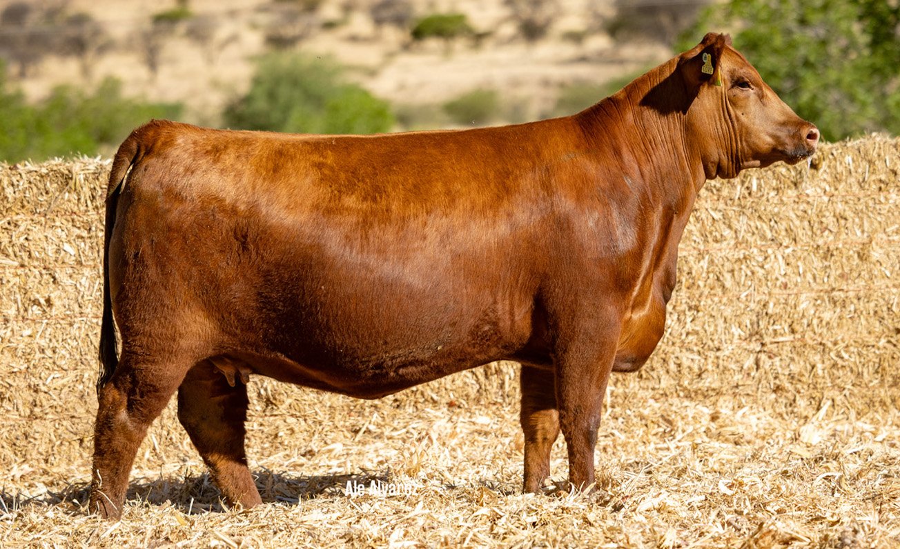 Lote 22 232L 6-25