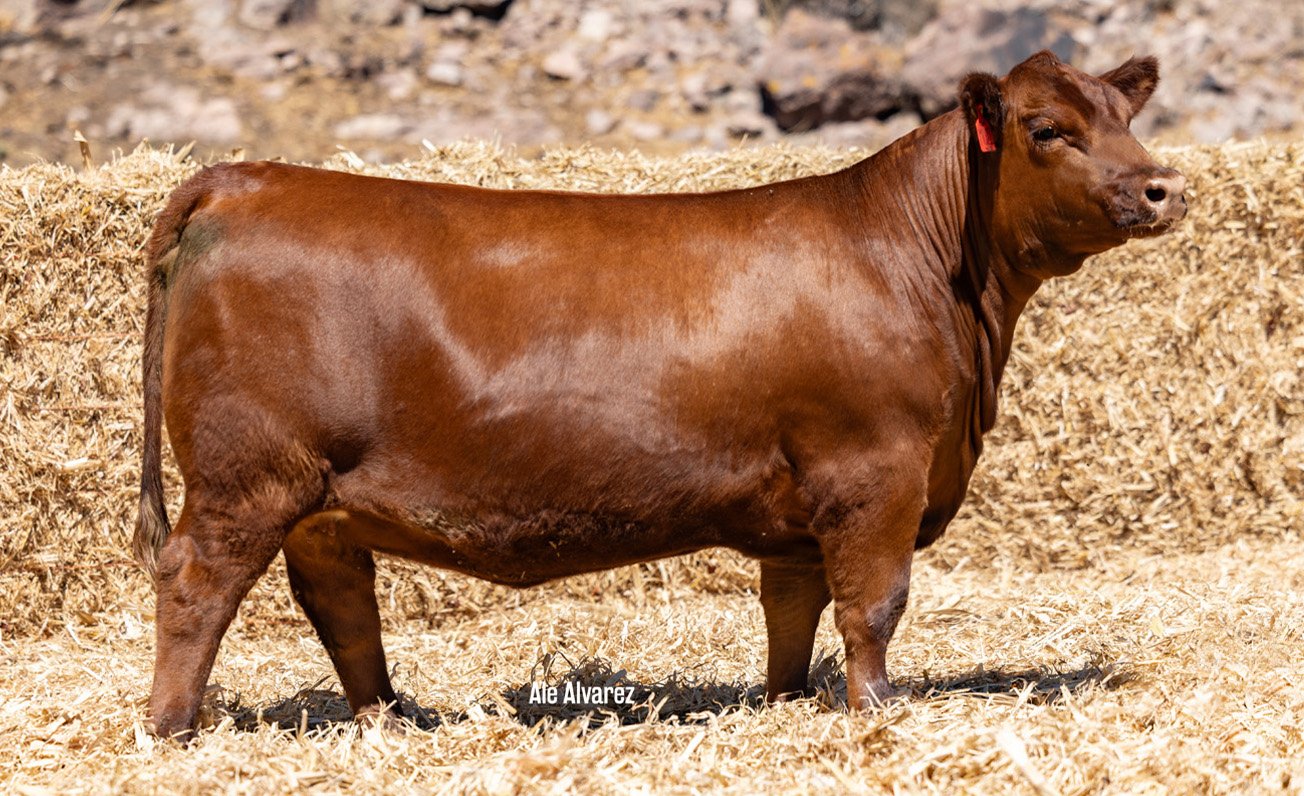 Lote 22 M022 6-25