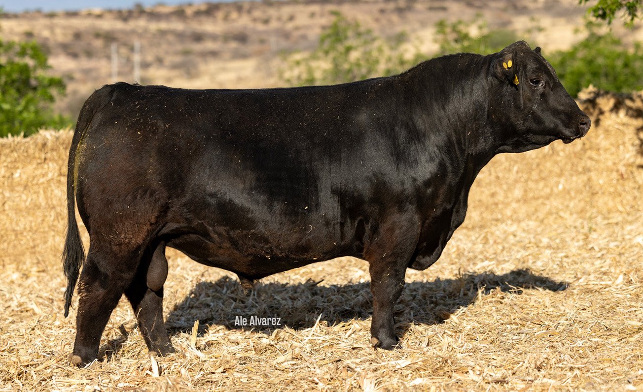 Lote 29 M001 6-25
