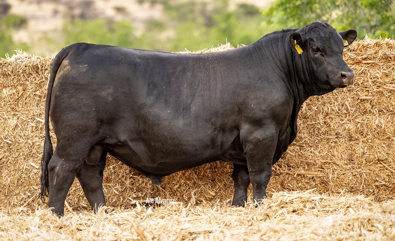 Lote 29 ME13 6-25