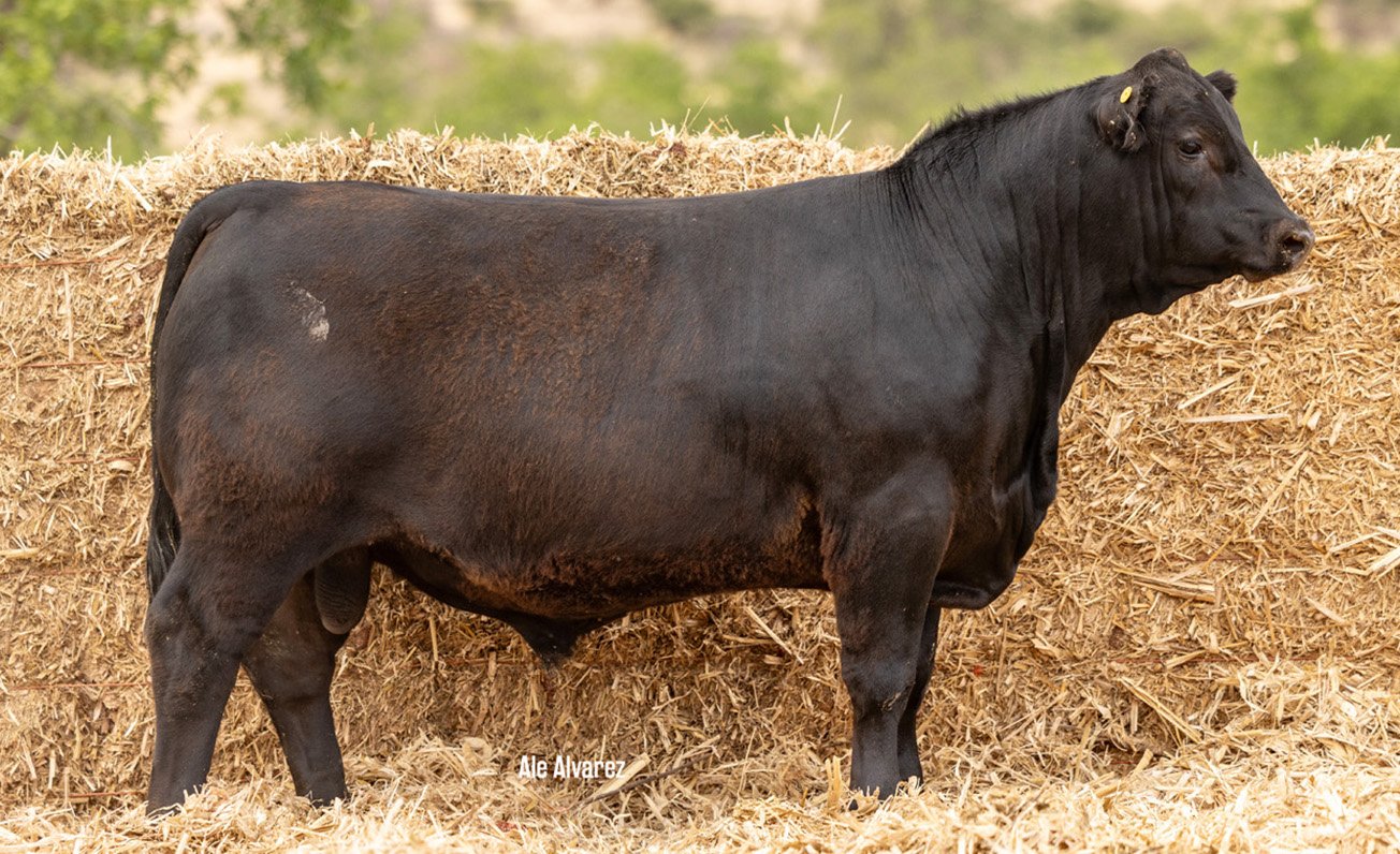 Lote 31 M077 6-25