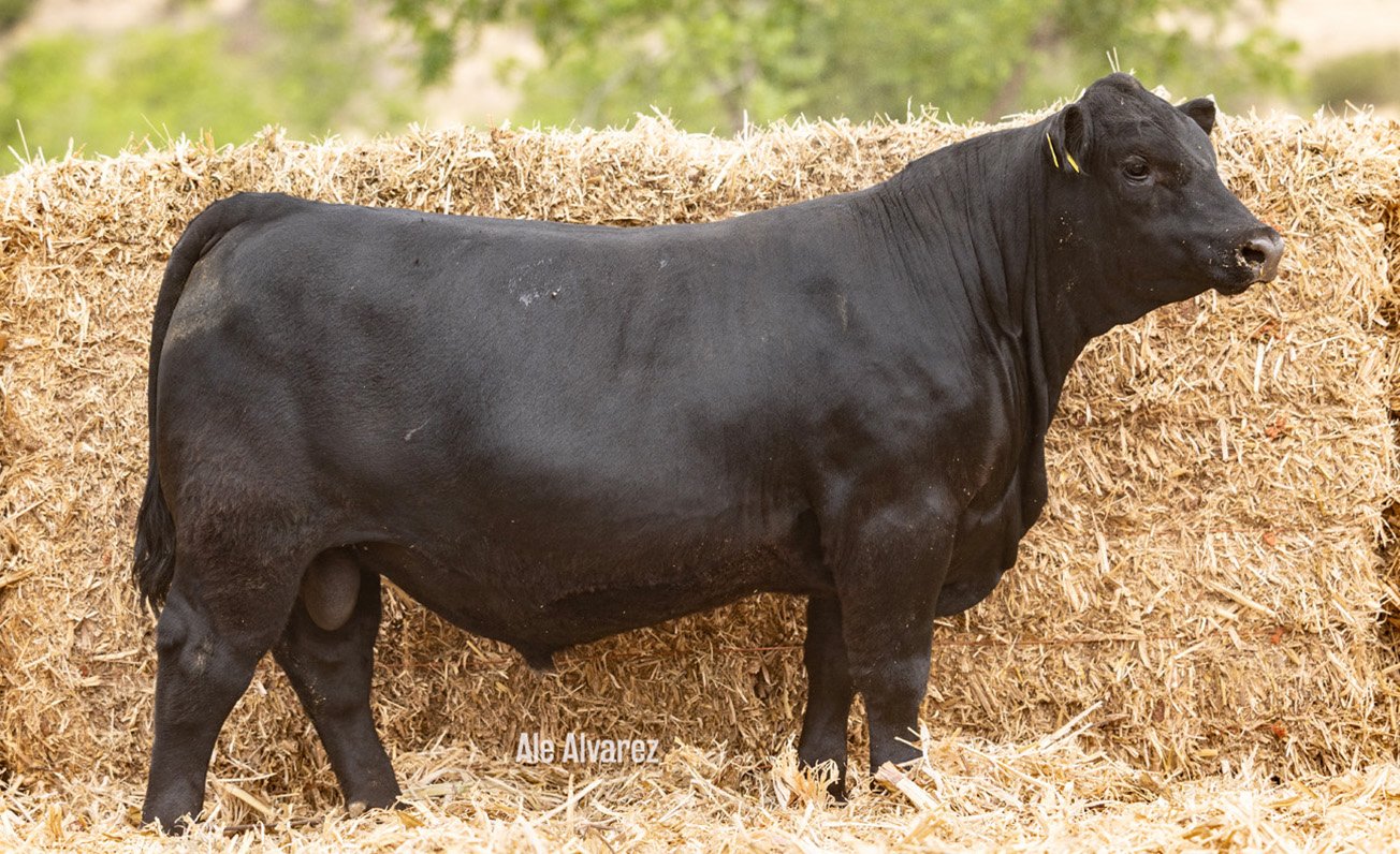 Lote 31 M095 6-25