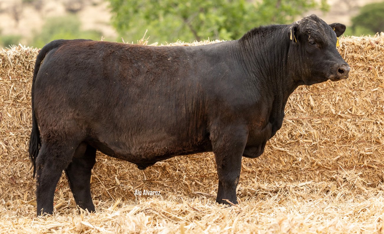 Lote 32 M053 6-25