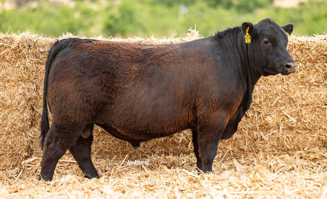 Lote 33 M045 6-25