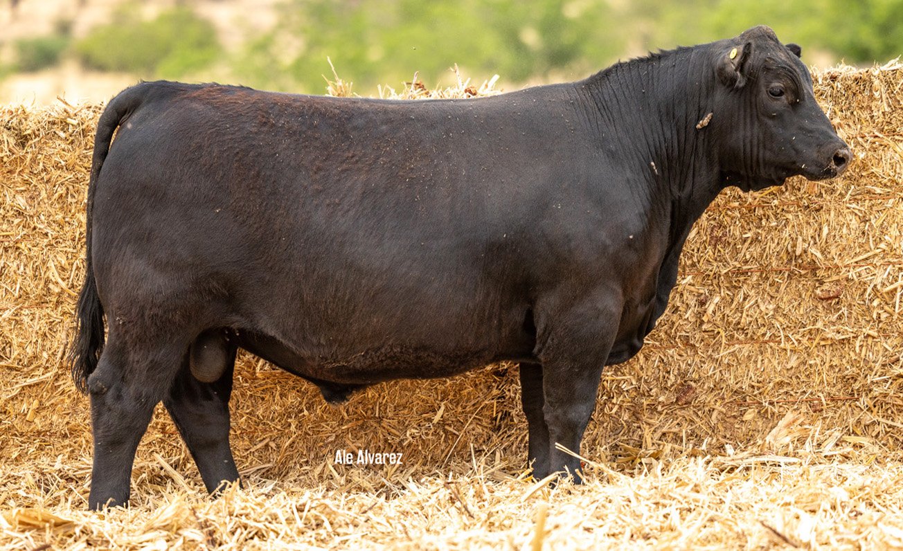 Lote 33 M057 6-25