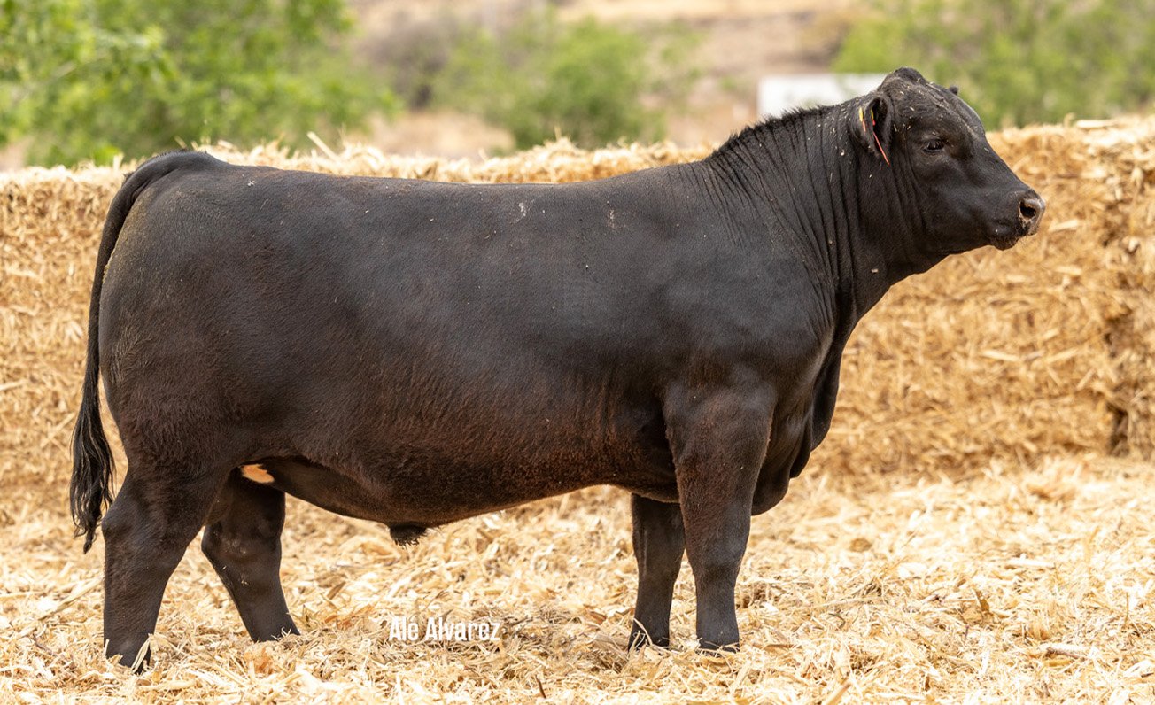 Lote 34 M051 6-25
