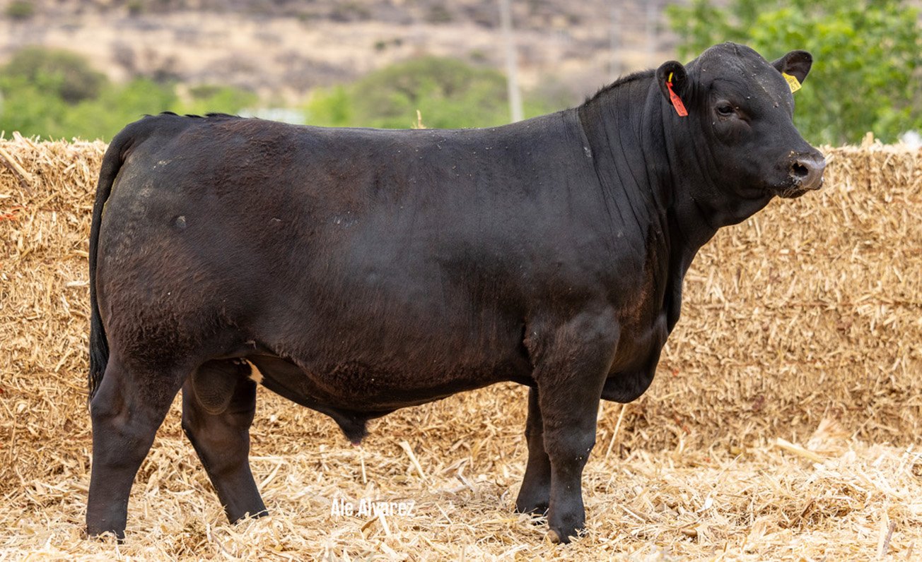 Lote 34 M061 6-25