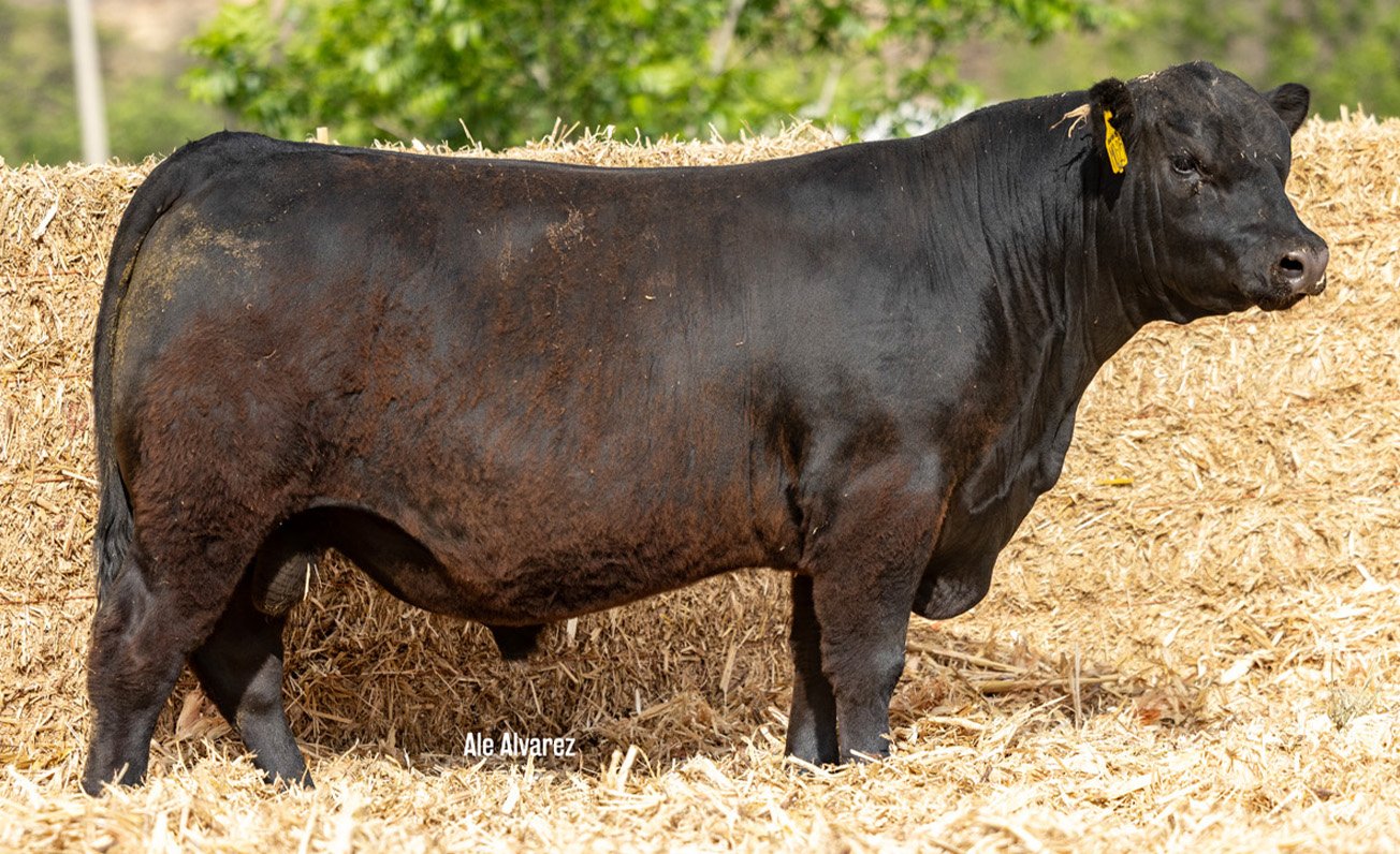 Lote 36 M025 6-25