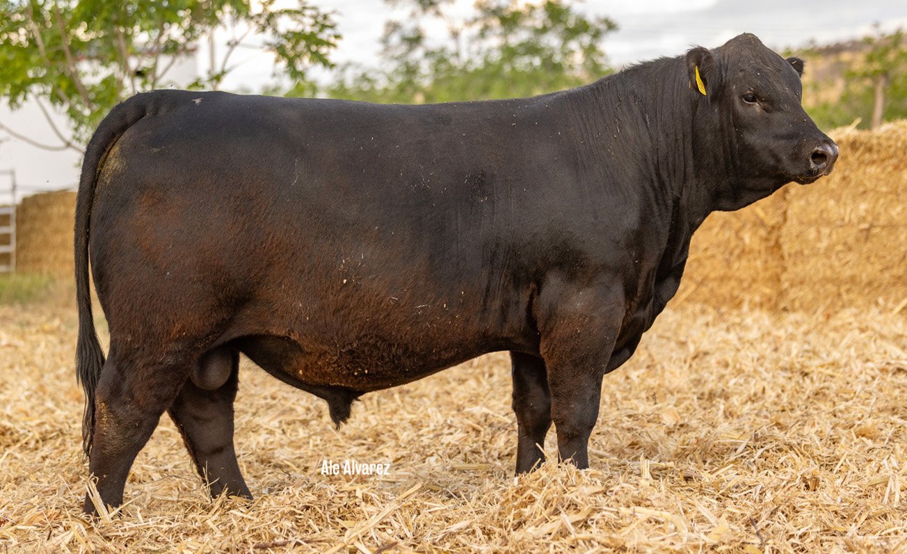 Lote 36 ME27 6-25