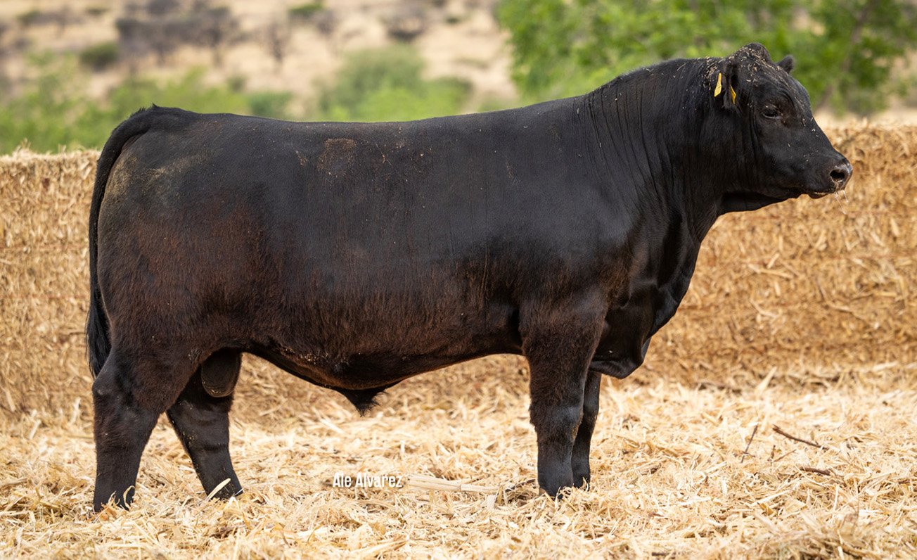 Lote 37 ME33 6-25