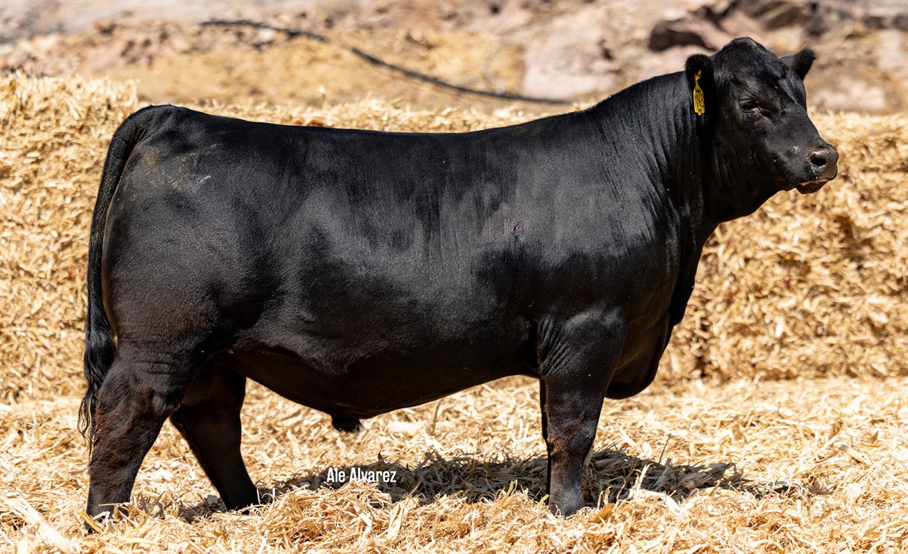 Lote 39 M063 6-25