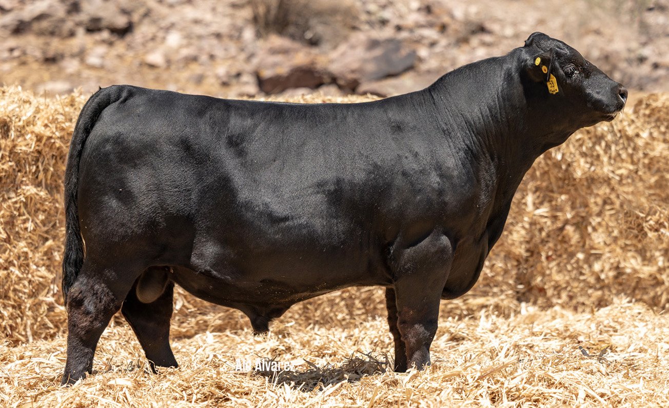 Lote 39 M079 6-25