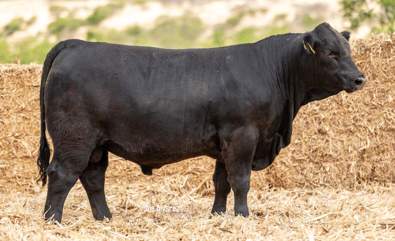 Lote 40 M075 6-25