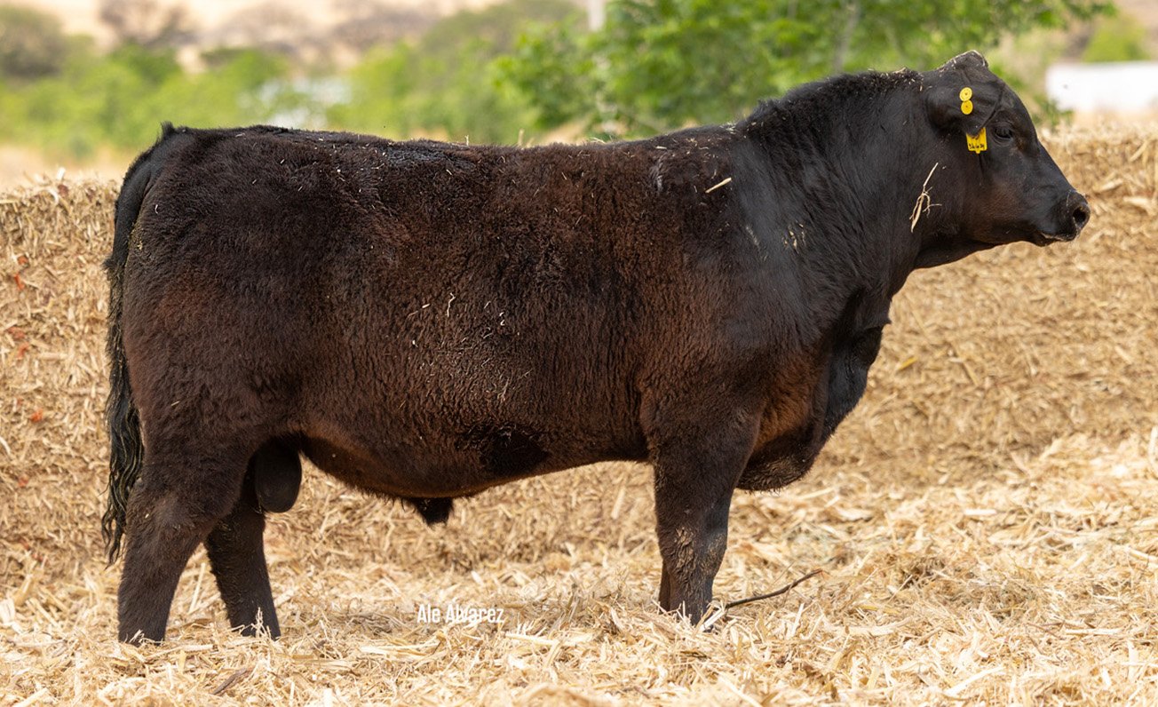 Lote 40 M093 6-25