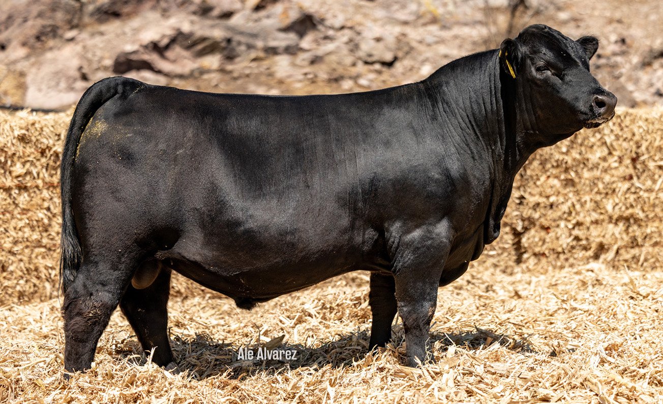 Lote 41 ME35 6-25
