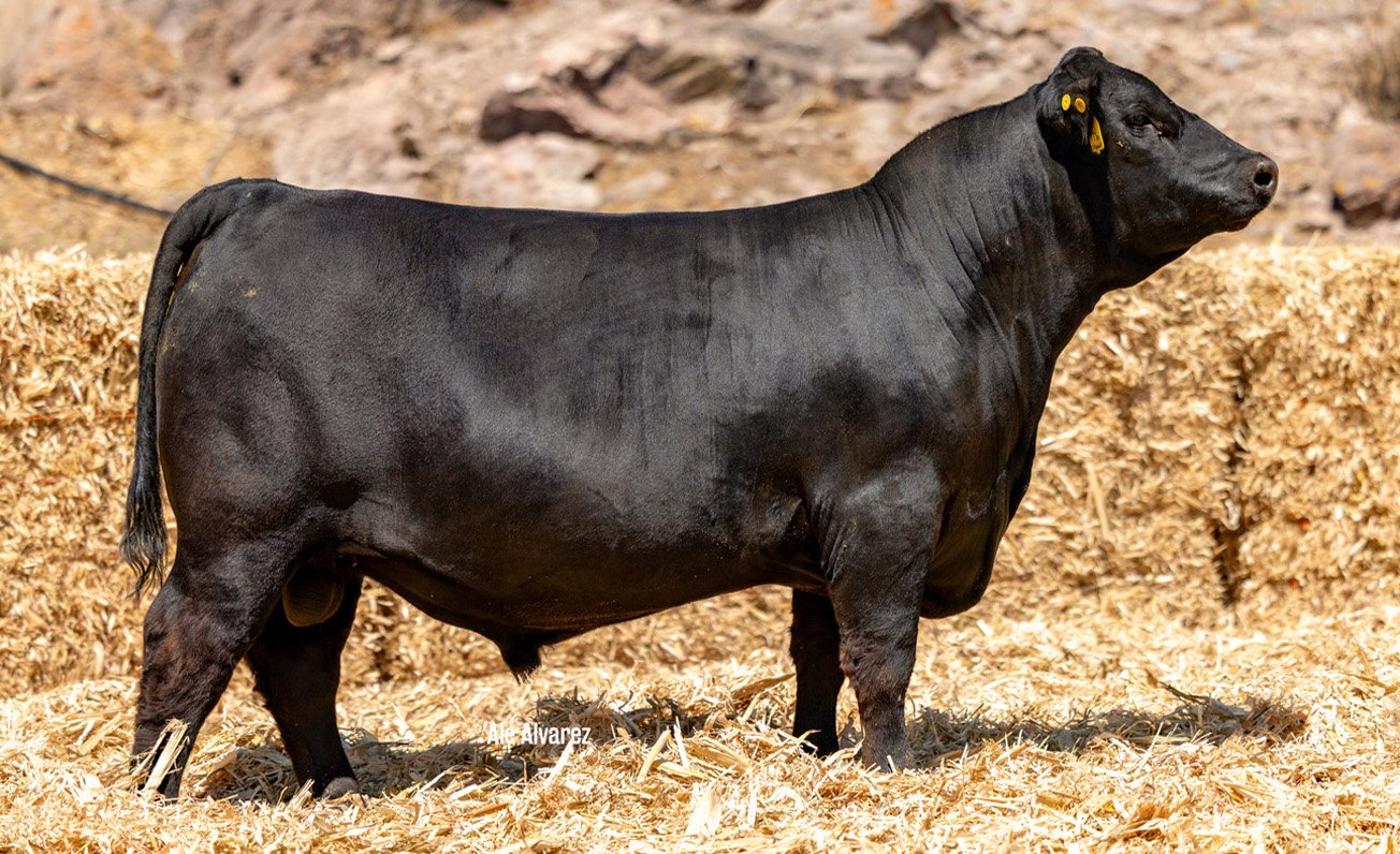 Lote 41 ME37 6-25