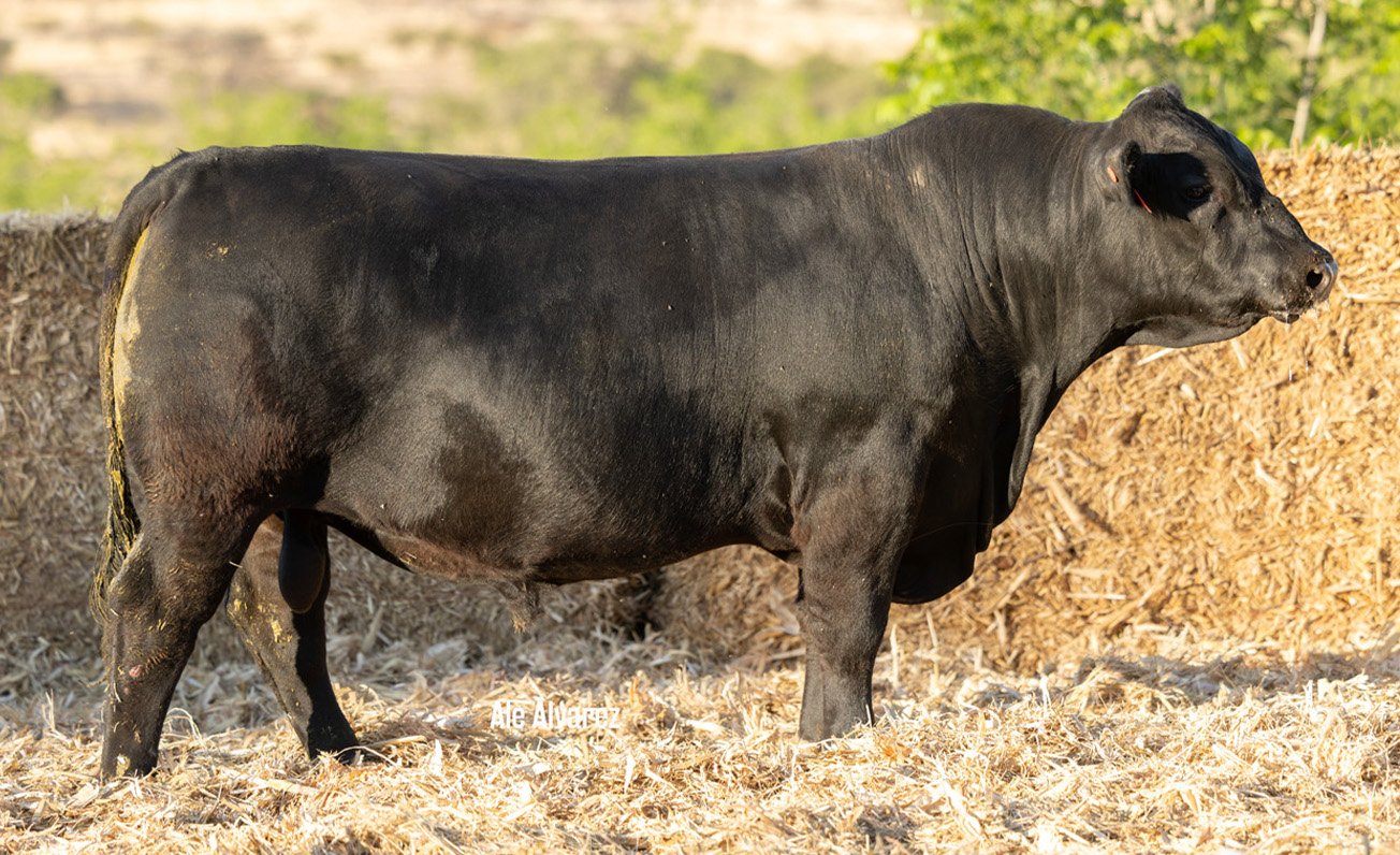 Lote 44 M007 6-25