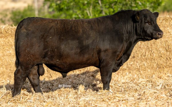 Lote 32A