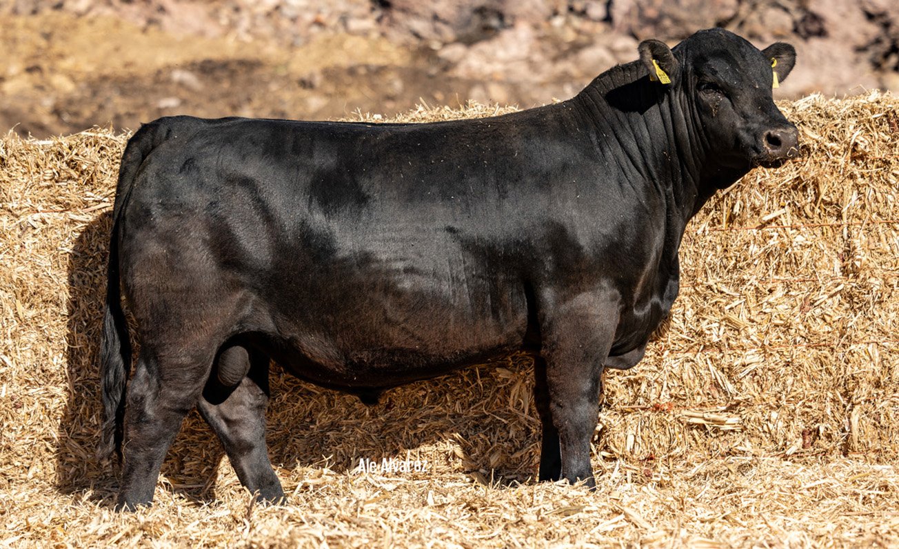 Lote 45 M1 6-25