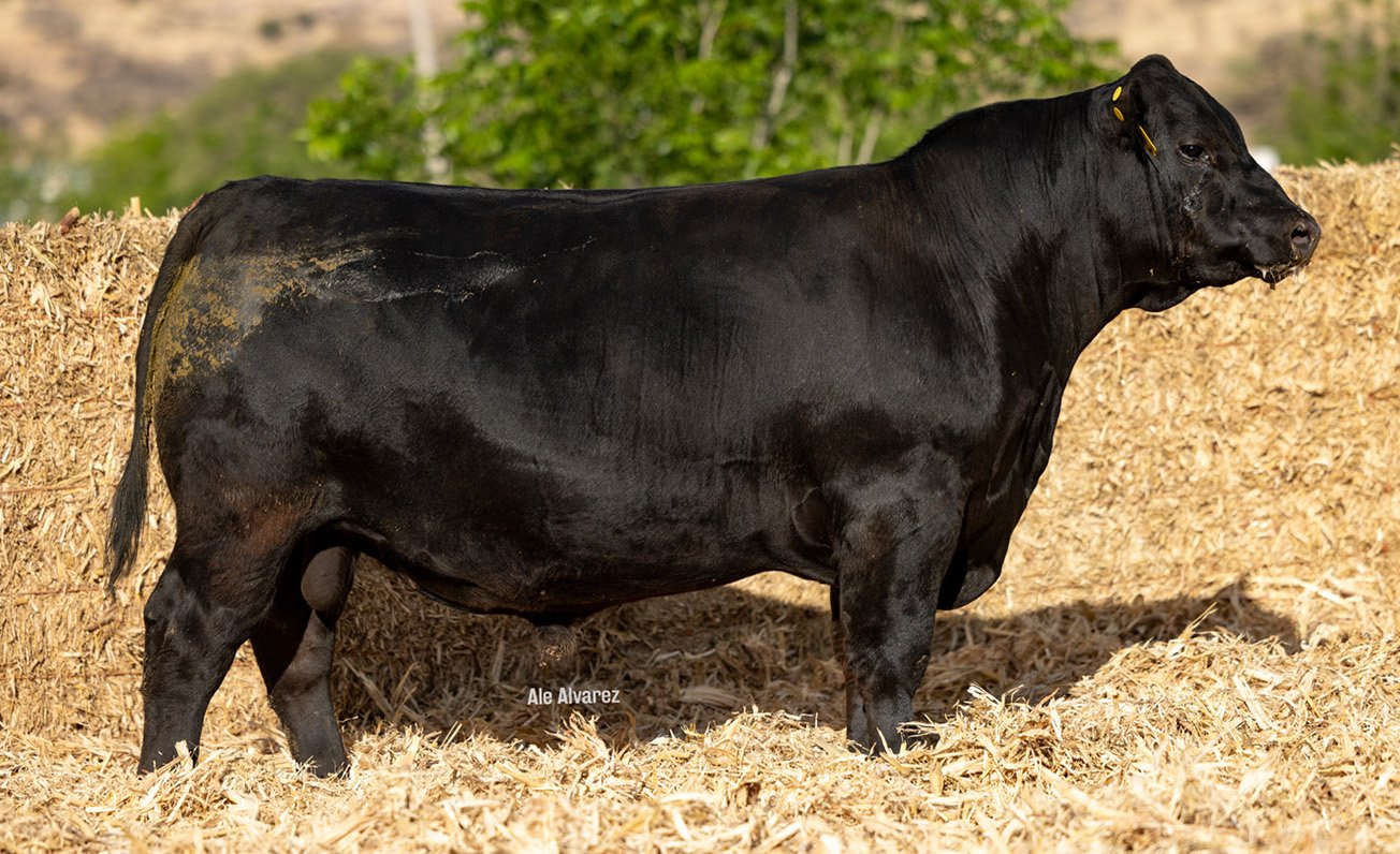 Lote 46 M017 6-25