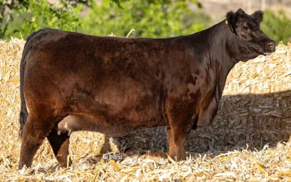 Lote 20 - 6 embriones congelados