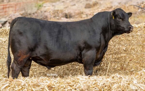 Lote 42B