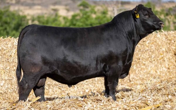 Lote 19 - 20 dosis de semen