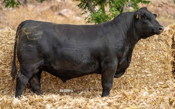 Lote 42A