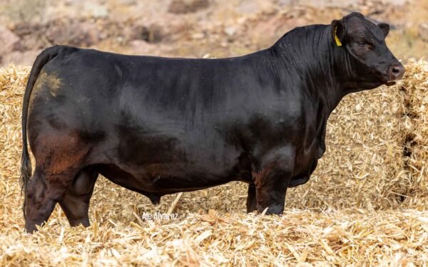 Lote 23
