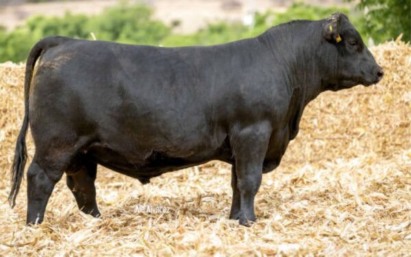 Lote 33B